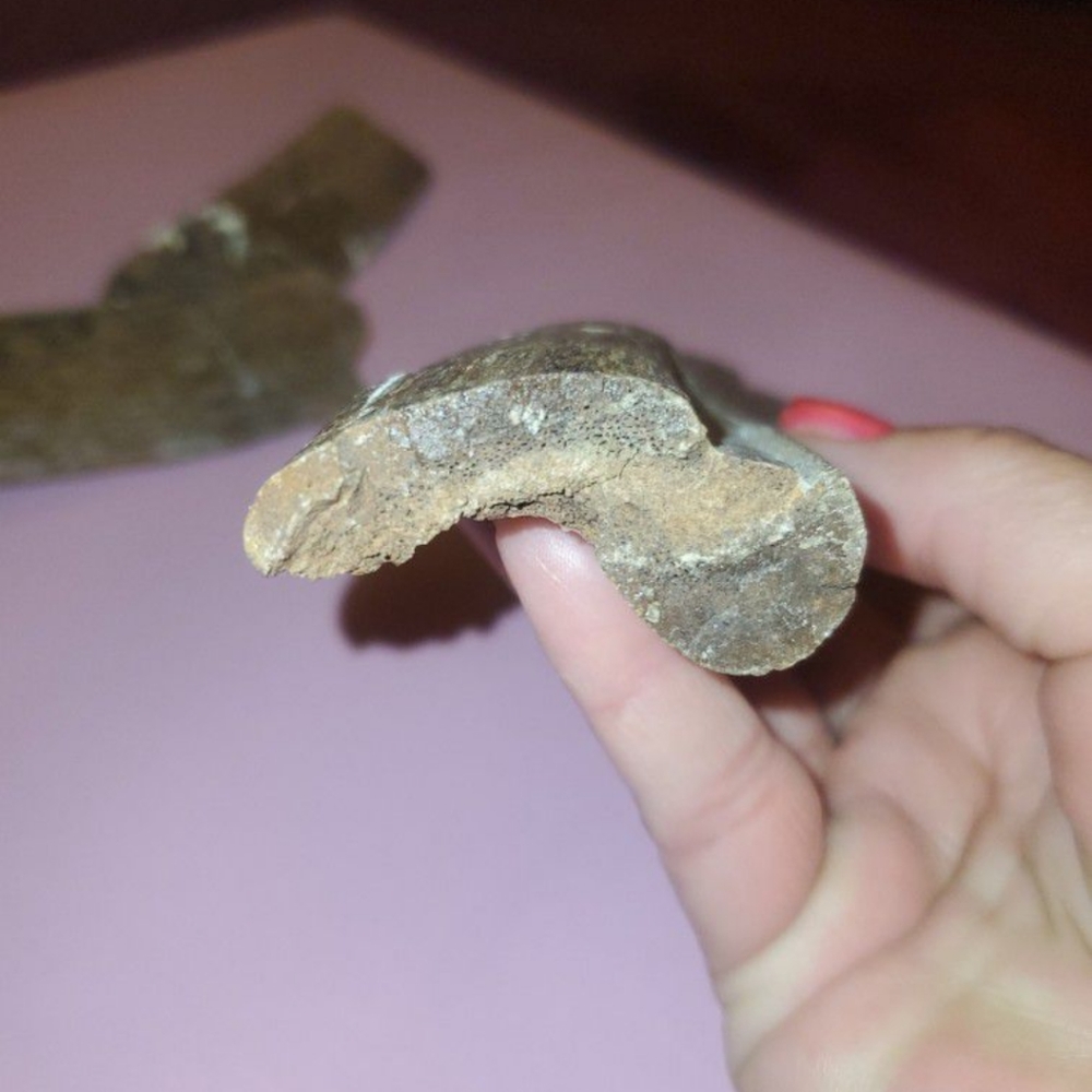 Billed Dinosaur Fossil